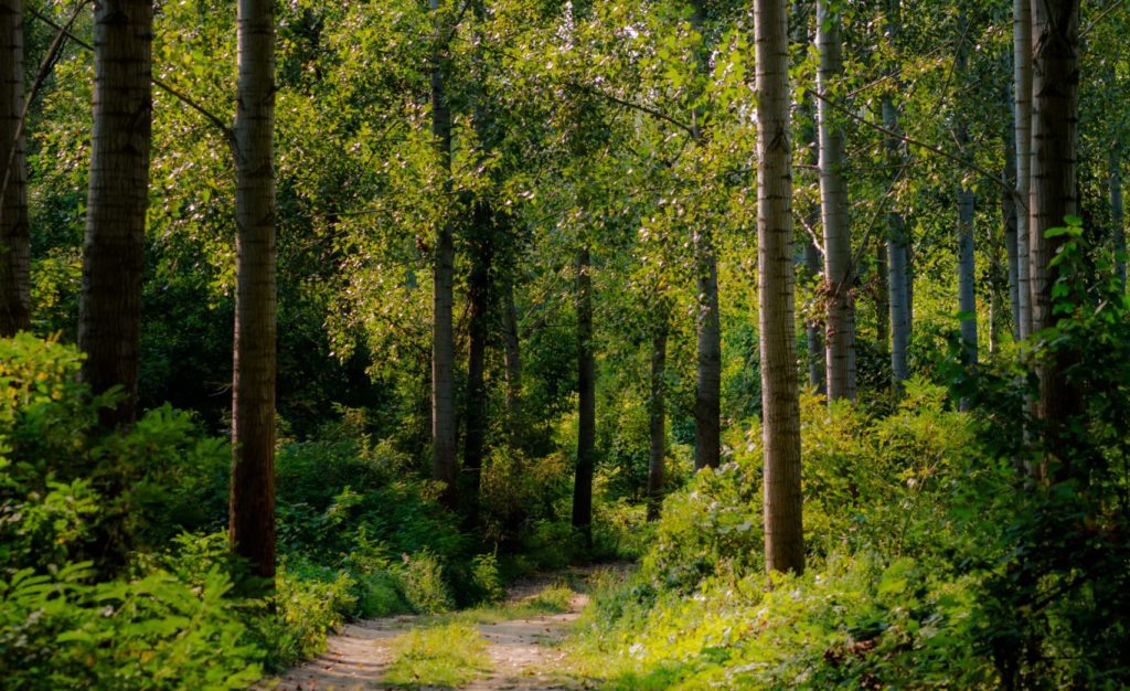 Responsabilité Sociale et Environnementale